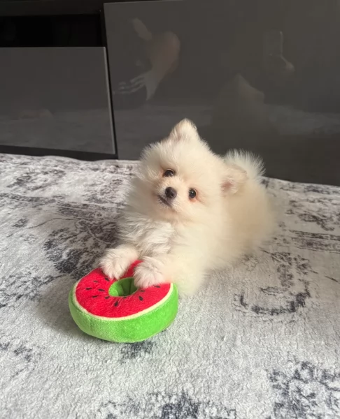 piccolissima cuccioli di pomerania per ladozione | Foto 1