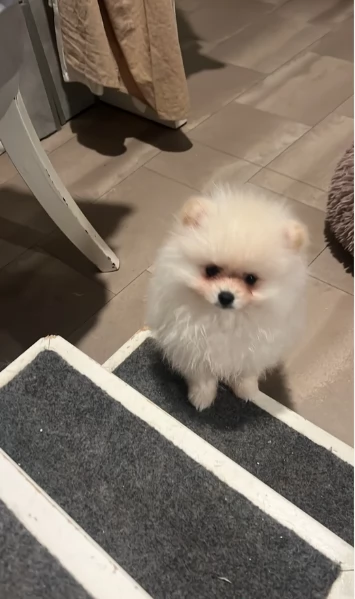 piccolissima cuccioli di pomerania per ladozione | Foto 6