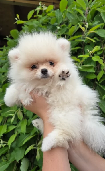 piccolissima cuccioli di pomerania per ladozione | Foto 3