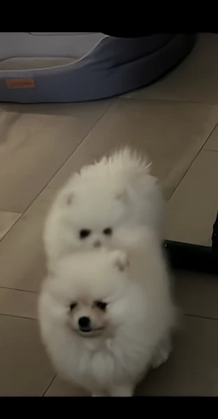 piccolissima cuccioli di pomerania per ladozione | Foto 1