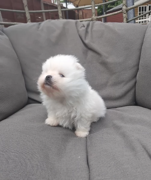 piccolissima cuccioli di pomerania per ladozione | Foto 0