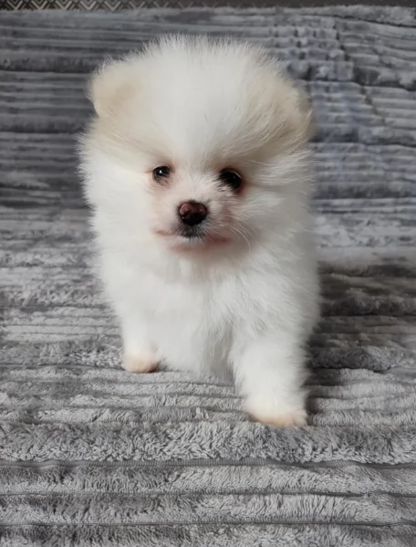 piccolissima cuccioli di pomerania per ladozione | Foto 3