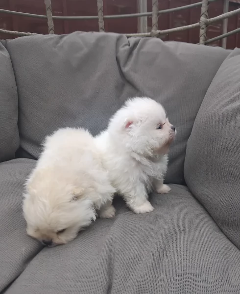 piccolissima cuccioli di pomerania per ladozione | Foto 1