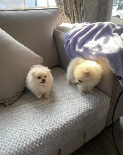 piccolissima cuccioli di pomerania per ladozione | Foto 4