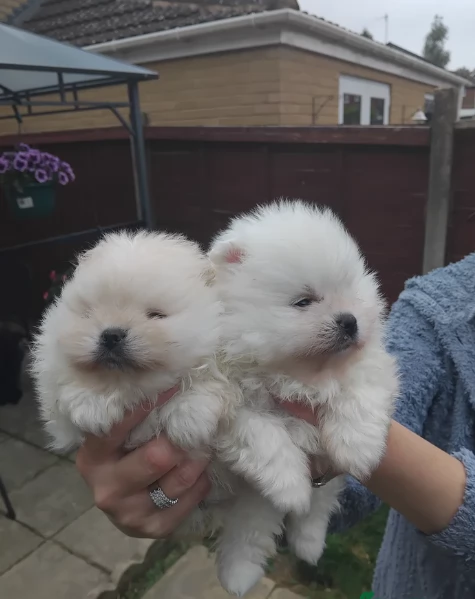 piccolissima cuccioli di pomerania per ladozione | Foto 2