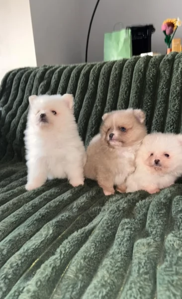 piccolissima cuccioli di pomerania per ladozione | Foto 2