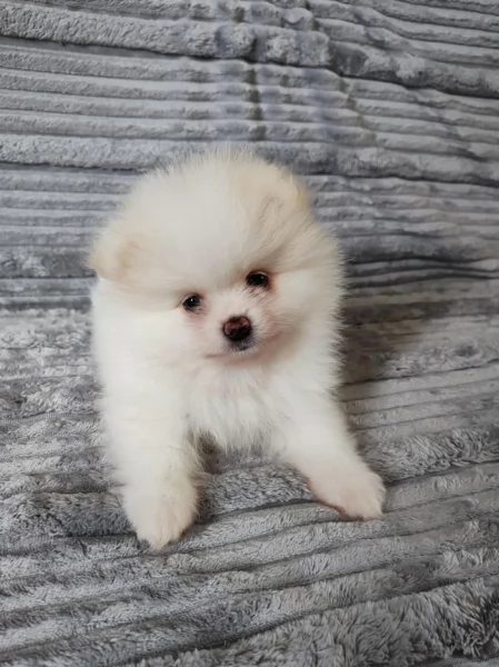 piccolissima cuccioli di pomerania per ladozione | Foto 0
