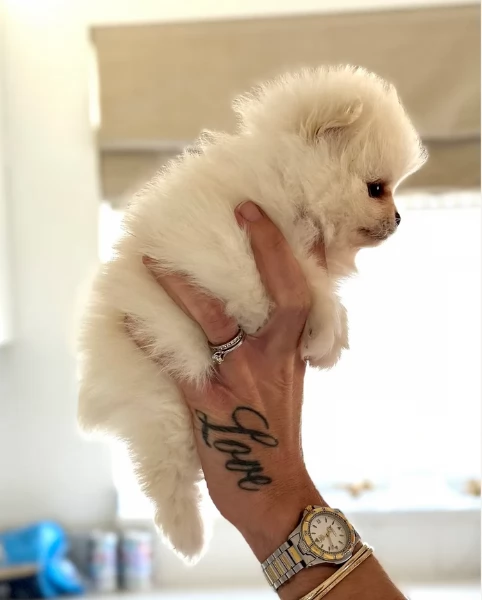 piccolissima cuccioli di pomerania per ladozione | Foto 5