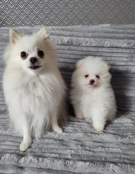 piccolissima cuccioli di pomerania per ladozione