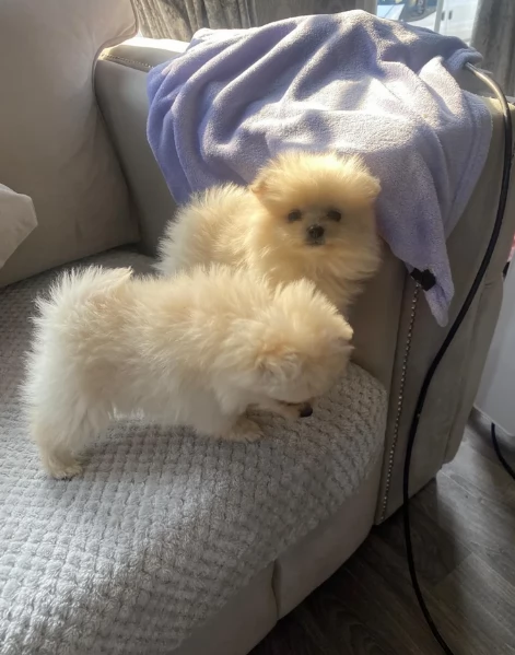 piccolissima cuccioli di pomerania per ladozione | Foto 1