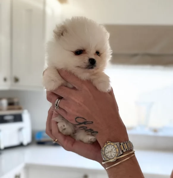 piccolissima cuccioli di pomerania per ladozione | Foto 6