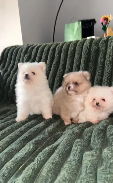 piccolissima cuccioli di pomerania per ladozione | Foto 3