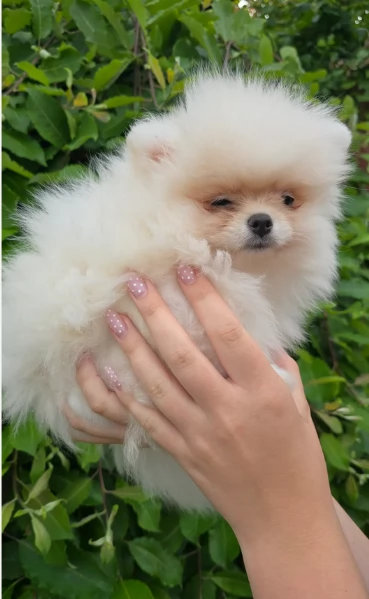 piccolissima cuccioli di pomerania per ladozione | Foto 6