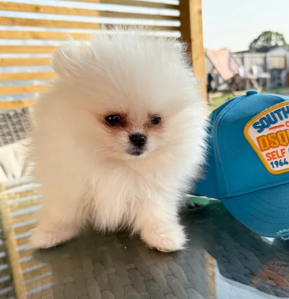 piccolissima cuccioli di pomerania per ladozione | Foto 4
