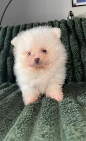 piccolissima cuccioli di pomerania per ladozione | Foto 3