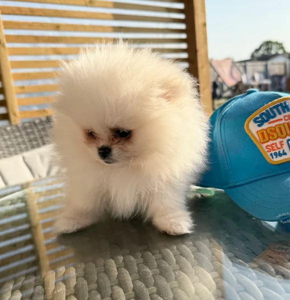 piccolissima cuccioli di pomerania per ladozione