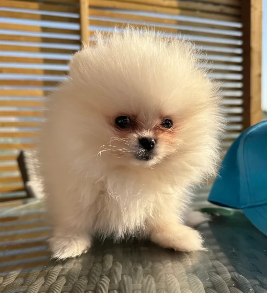 piccolissima cuccioli di pomerania per ladozione | Foto 2