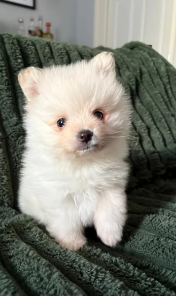 piccolissima cuccioli di pomerania per ladozione | Foto 0