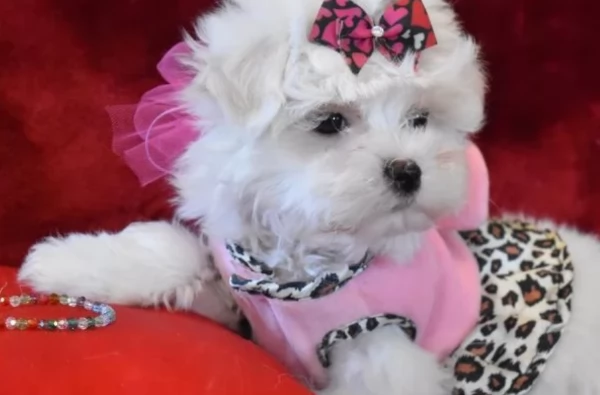 toy Maltese di razza pura maschio e femmina per adozione | Foto 2