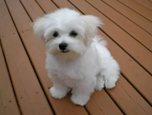 toy Maltese di razza pura maschio e femmina per adozione | Foto 11