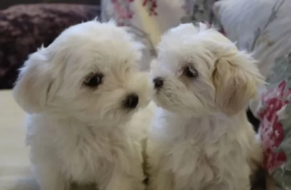 toy Maltese di razza pura maschio e femmina per adozione