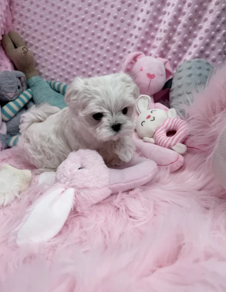 toy Maltese di razza pura maschio e femmina per adozione | Foto 6
