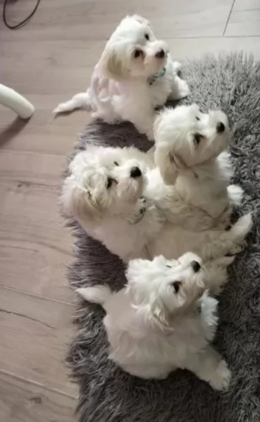 toy Maltese di razza pura maschio e femmina per adozione