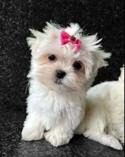 toy Maltese di razza pura maschio e femmina per adozione | Foto 2