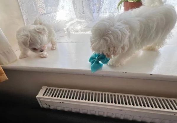 toy Maltese di razza pura maschio e femmina per adozione | Foto 0