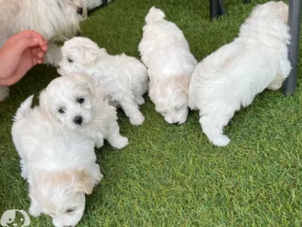 toy Maltese di razza pura maschio e femmina per adozione | Foto 1