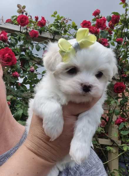 toy Maltese di razza pura maschio e femmina per adozione | Foto 1