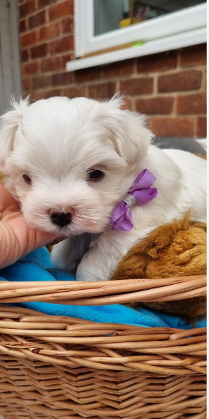 toy Maltese di razza pura maschio e femmina per adozione | Foto 0