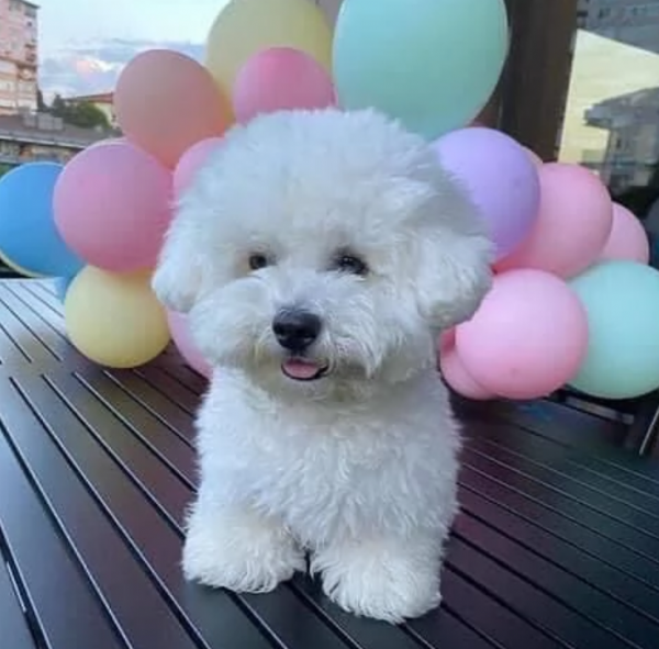 Disponibili Maltese di razza pura maschio e femmina per adozione | Foto 4