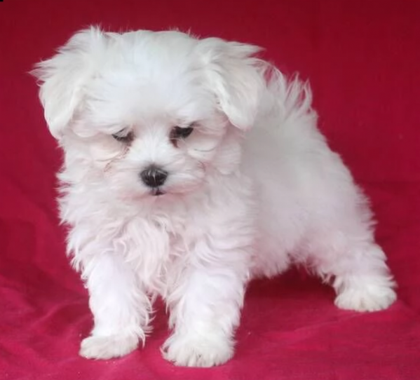 Disponibili Maltese di razza pura maschio e femmina per adozione | Foto 3