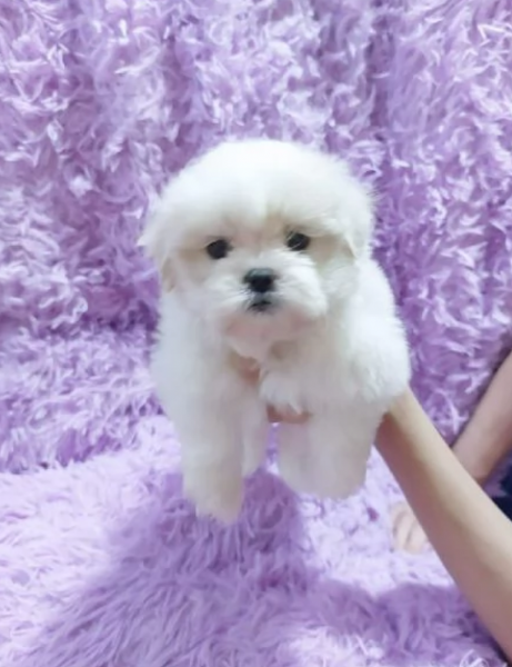 Disponibili Maltese di razza pura maschio e femmina per adozione | Foto 2