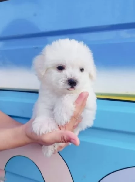 Disponibili Maltese di razza pura maschio e femmina per adozione | Foto 4