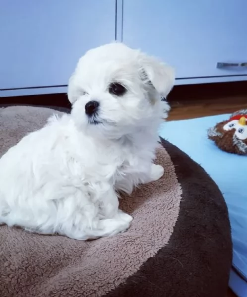 Disponibili Maltese di razza pura maschio e femmina per adozione | Foto 2