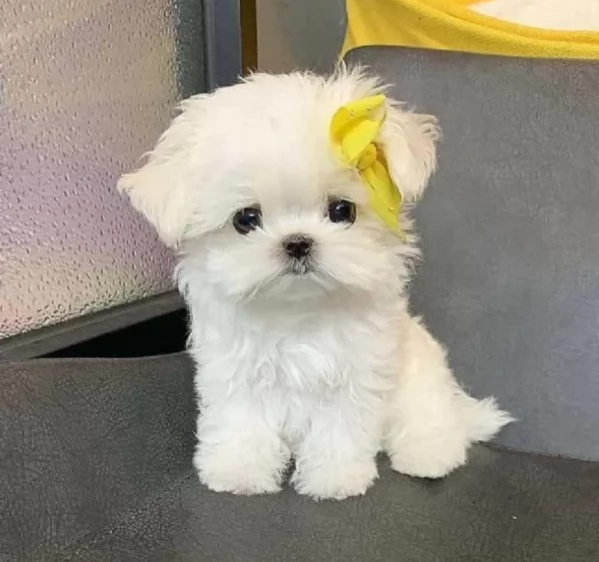 Disponibili Maltese di razza pura maschio e femmina per adozione | Foto 5