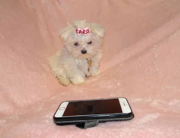 Disponibili Maltese di razza pura maschio e femmina per adozione | Foto 2