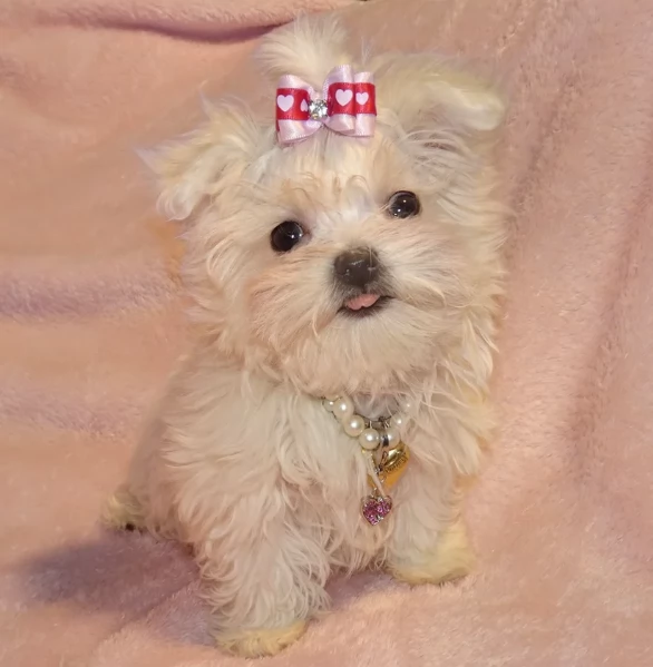 Disponibili Maltese di razza pura maschio e femmina per adozione | Foto 1