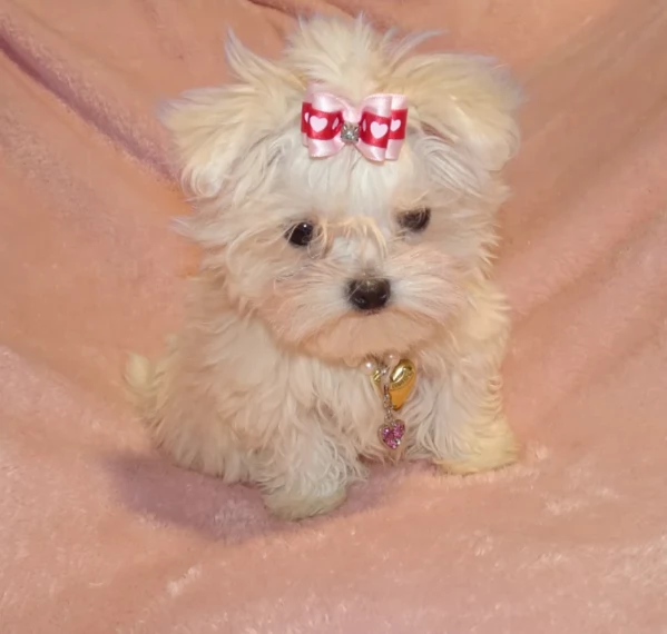 Disponibili Maltese di razza pura maschio e femmina per adozione | Foto 0