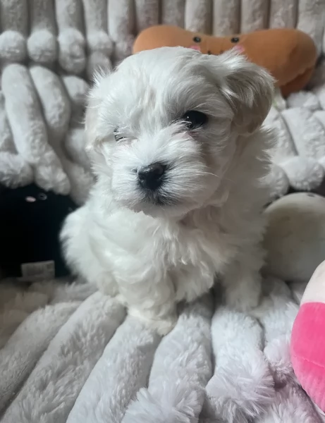 Disponibili Maltese di razza pura maschio e femmina per adozione | Foto 5