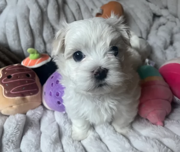 Disponibili Maltese di razza pura maschio e femmina per adozione | Foto 4