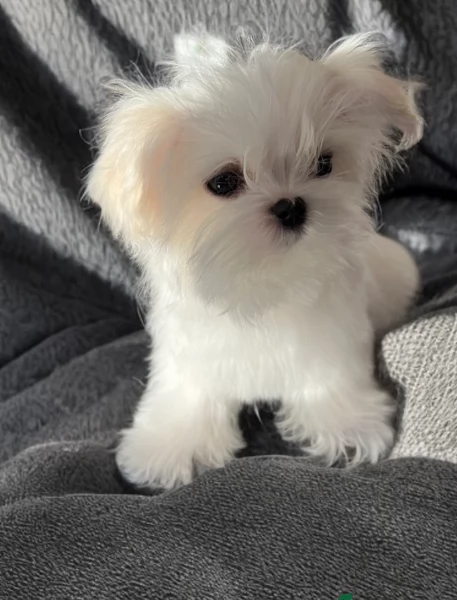 Disponibili Maltese di razza pura maschio e femmina per adozione | Foto 3