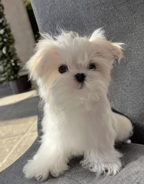 Disponibili Maltese di razza pura maschio e femmina per adozione | Foto 2