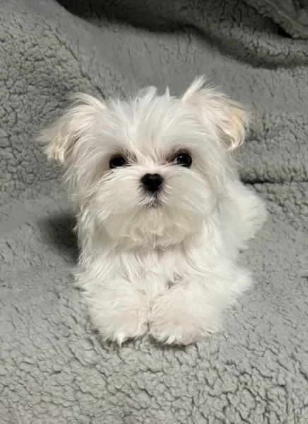 Disponibili Maltese di razza pura maschio e femmina per adozione | Foto 0