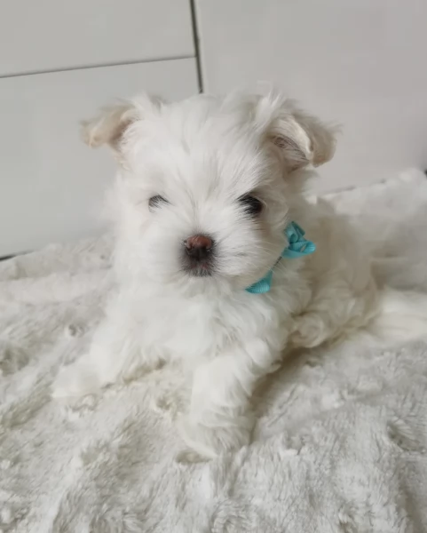 Disponibili Maltese di razza pura maschio e femmina per adozione | Foto 0