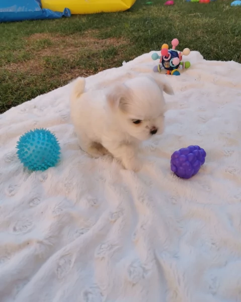 Disponibili Maltese di razza pura maschio e femmina per adozione