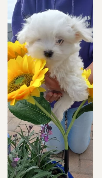 Disponibili Maltese di razza pura maschio e femmina per adozione | Foto 3