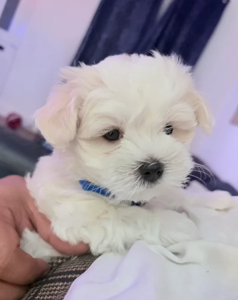 Disponibili Maltese di razza pura maschio e femmina per adozione | Foto 0